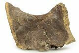 Fossil Tyrannosaur (Nanotyrannus?) Vertebra - Montana #263894-1